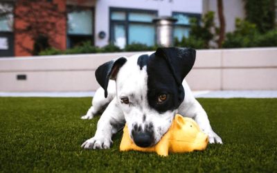 Sito Web Animali Domestici